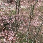 Prunus × subhirtellaКвітка