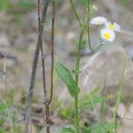 Erigeron philadelphicus বাকল