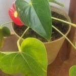 Anthurium scherzerianum叶