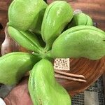 Sterculia foetida Fruit