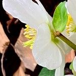 Helleborus niger Egyéb