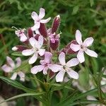 Saponaria pumila Flower