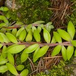 Sedum sarmentosum Листок