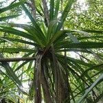 Pandanus purpurascens Hoja