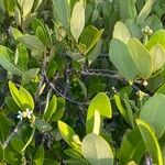 Avicennia germinans Leaf