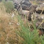 Linaria nivea Flor