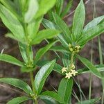 Fadogia tetraquetra Habitus