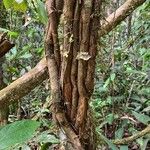 Chondrodendron tomentosum Casca