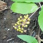 Maianthemum racemosum Ffrwyth