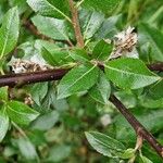 Salix myrsinifolia Blad