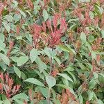 Photinia serrulataLeaf