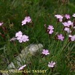 Dianthus furcatus عادت