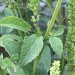 Agastache nepetoides Лист