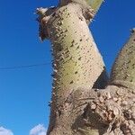 Ceiba speciosa Bark