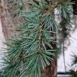 Cedrus atlantica Blad