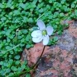 Arenaria balearica Flor