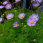 Aster amellus Hábitos