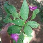 Impatiens baronii Kita