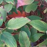 Hydrangea involucrata Blatt