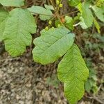 Toxicodendron diversilobum Hostoa