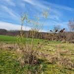Salix viminalis Hábito