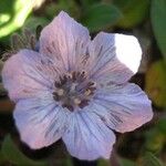 Phacelia divaricata Flower