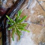 Lobelia dortmanna Blatt