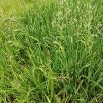 Poa trivialis Συνήθη χαρακτηριστικά