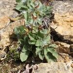 Hieracium pseudocerinthe Celota