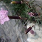 Dianthus subacaulis Blüte
