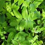 Polygonatum multiflorumLeaf