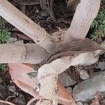 Plectranthus ecklonii 樹皮