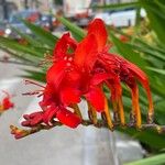 Crocosmia × crocosmiifloraFlower