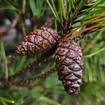 Pinus densiflora Plod