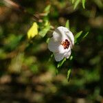 Pavonia hastata Flower