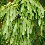 Fraxinus excelsior 果實