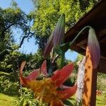 Lilium canadense Λουλούδι