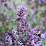 Nepeta grandiflora Flor