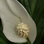 Spathiphyllum wallisii Flower