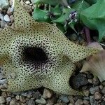 Huernia praestans