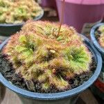 Drosera spatulata Leht