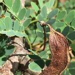 Vachellia permixta Gyümölcs