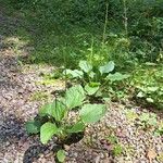Plantago major Хабит