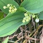 Convallaria majalis Flower