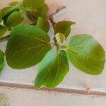 Dombeya rotundifolia Leaf