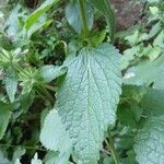 Stachys alpina Leaf