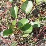 Ipomoea pes-caprae Feuille