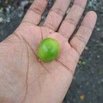 Gmelina arborea Fruit