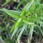 Polypremum procumbens Leaf