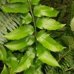 Cyrtomium falcatum 葉